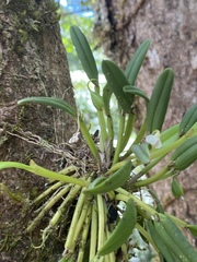 Dendrobium taylorii