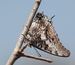 Charaxes achaemenes achaemenes