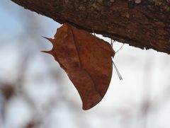 Charaxes varanes vologeses