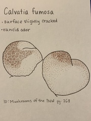 Handkea fumosa