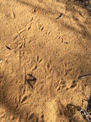 Uratelornis chimaera