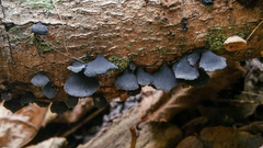 Resupinatus alboniger