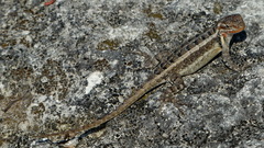 Sceloporus variabilis image