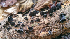 Resupinatus alboniger