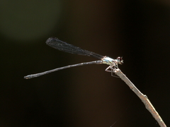 Lestoidea brevicauda