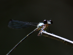 Lestoidea brevicauda