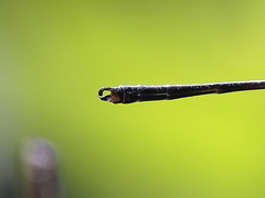 Lestoidea brevicauda