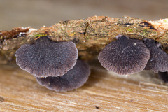 Resupinatus alboniger