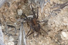 Alopecosa albofasciata