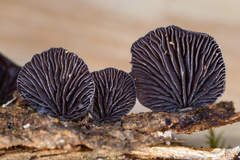 Resupinatus alboniger