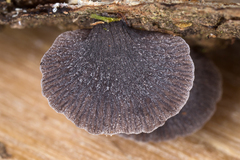 Resupinatus alboniger