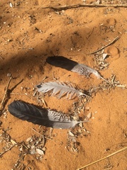 Polyboroides radiatus