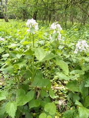 Lunaria rediviva