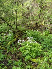 Lunaria rediviva