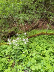 Lunaria rediviva