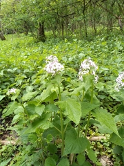 Lunaria rediviva