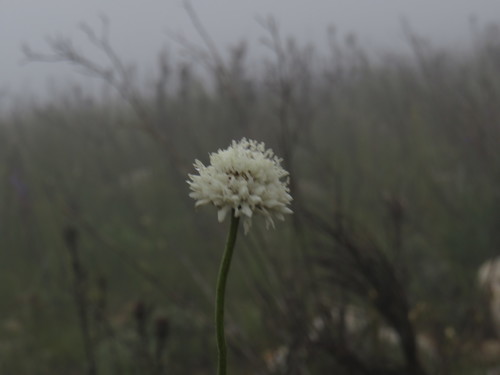 Image of Cephalaria rigida by (c) Jeremy Gilmore, some rights reserved (CC BY)