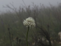 Cephalaria rigida