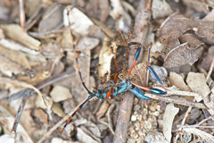 Litopus latipes dispar