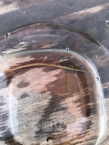 Myrophis punctatus