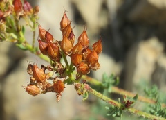 Hypericum scabrum
