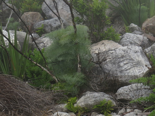Image of Notobubon capense by (c) Jeremy Gilmore, some rights reserved (CC BY)