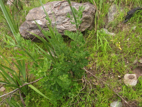Image of Notobubon galbaniopse by (c) Jeremy Gilmore, some rights reserved (CC BY)