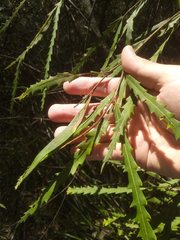 Grevillea longifolia