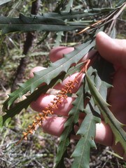 Grevillea longifolia