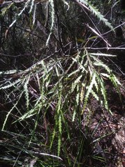 Grevillea longifolia