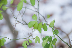 Hippocrepis emerus emerus