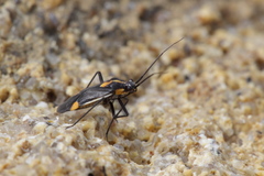 Capsodes sulcatus