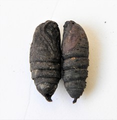 Endromis versicolora