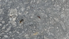 Camponotus sericeiventris image