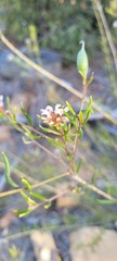 Grevillea sphacelata