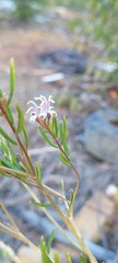 Grevillea sphacelata