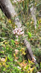 Grevillea sphacelata