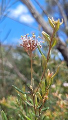 Grevillea sphacelata
