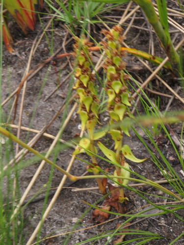 Image of Satyrium bracteatum by (c) Jeremy Gilmore, some rights reserved (CC BY)