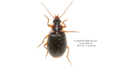 Lebia duplex