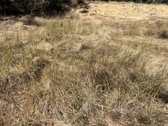 Amphibromus fluitans