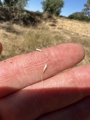 Amphibromus fluitans