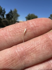 Amphibromus fluitans