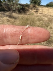 Amphibromus fluitans