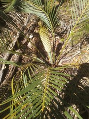 Macrozamia spiralis