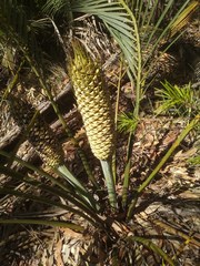 Macrozamia spiralis