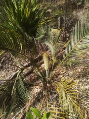 Macrozamia spiralis