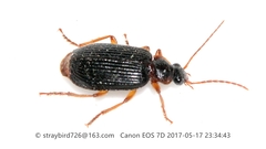 Lebia duplex