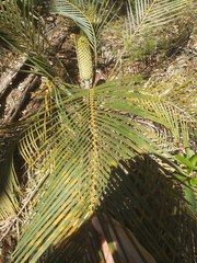 Macrozamia spiralis