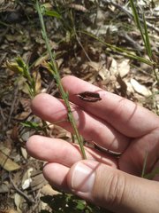 Bossiaea stephensonii
